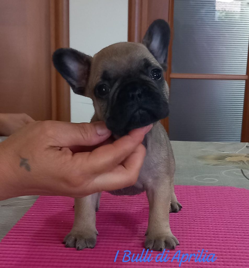 BOULEDOGUE FRANCESE