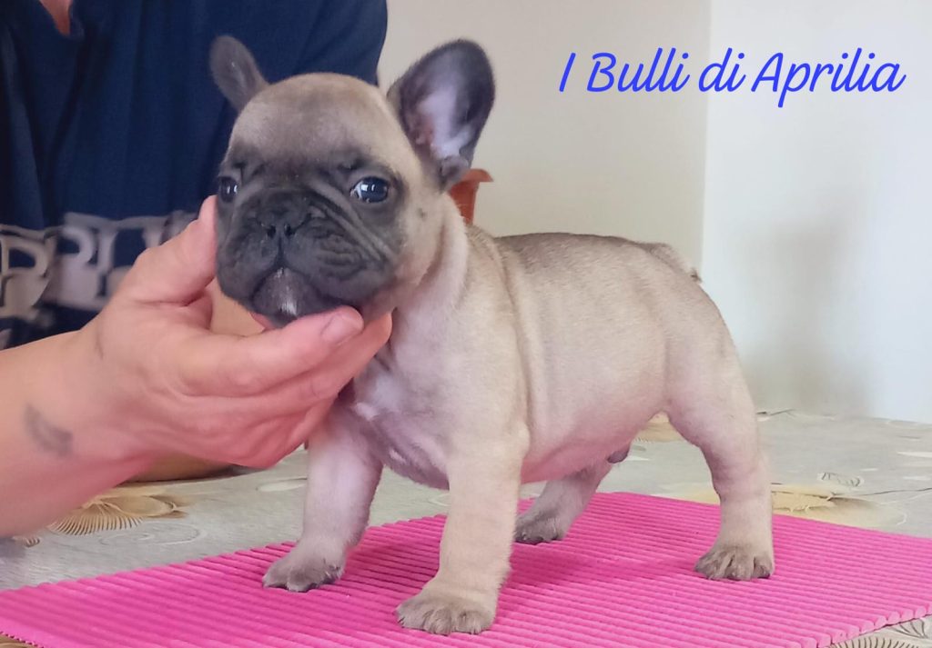 BOULEDOGUE FRANCESE
