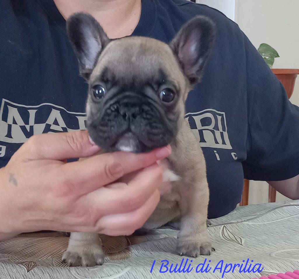 BOULEDOGUE FRANCESE