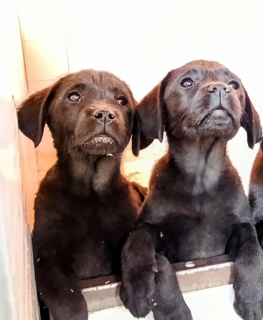 Cuccioli Labrador retriever neri