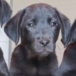 Cuccioli gialli e neri