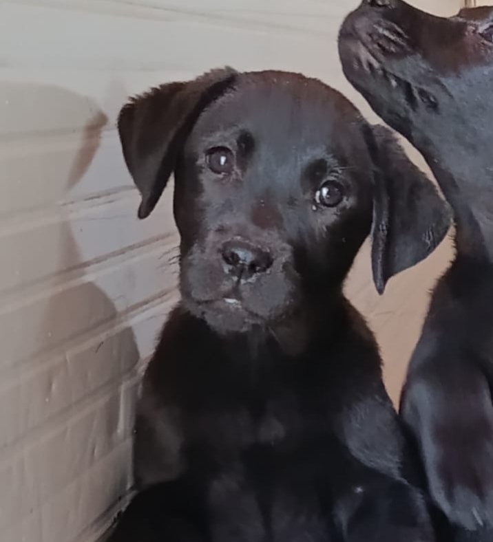 Cuccioli gialli e neri