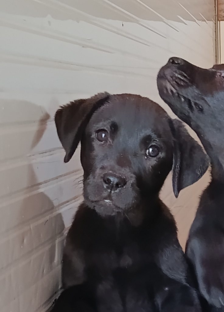 Cuccioli Labrador retriever neri