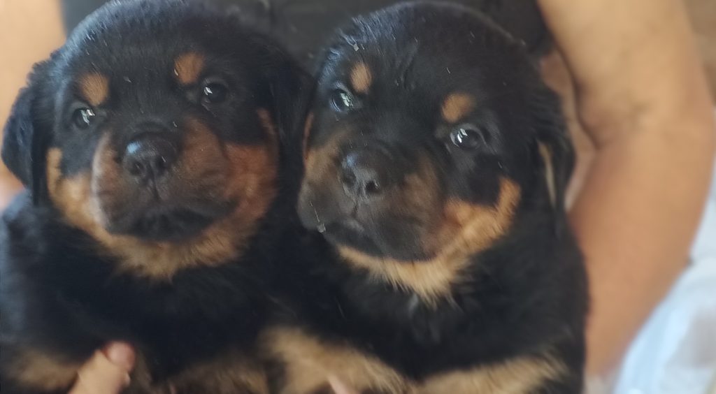 ROTTWEILER