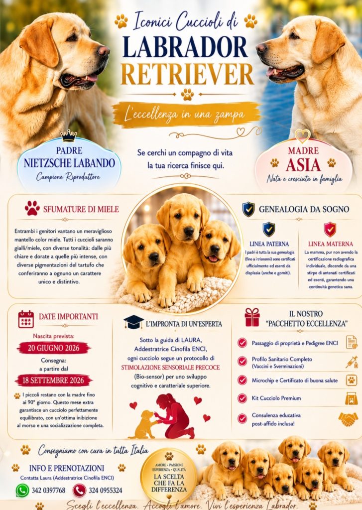 🌟 ICONICI CUCCIOLI DI LABRADOR RETRIEVER: L’ECCELLENZA IN UNA ZAMPA 🌟