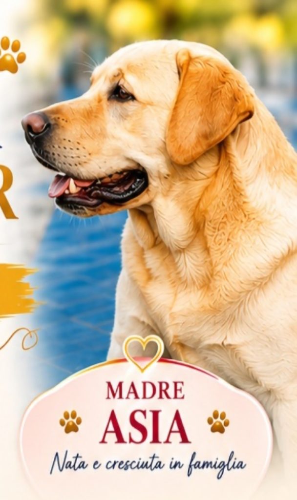🌟 ICONICI CUCCIOLI DI LABRADOR RETRIEVER: L’ECCELLENZA IN UNA ZAMPA 🌟
