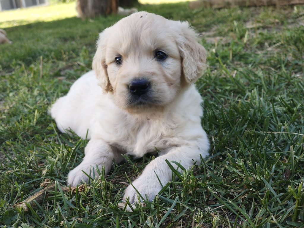 Stupenda cucciolata golden retriever linea inglese