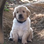 Stupenda cucciolata golden retriever linea inglese