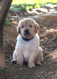 Stupenda cucciolata golden retriever linea inglese