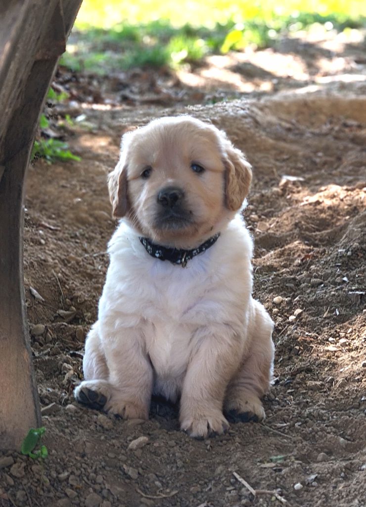 Stupenda cucciolata golden retriever linea inglese