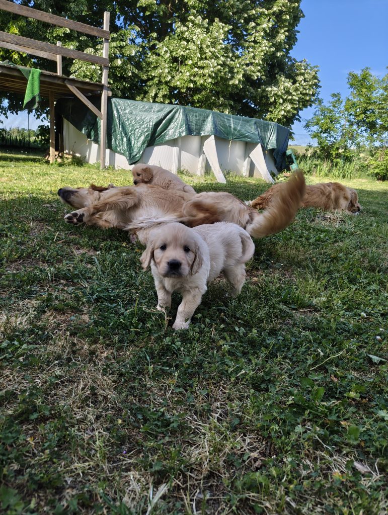 Stupenda cucciolata golden retriever linea inglese