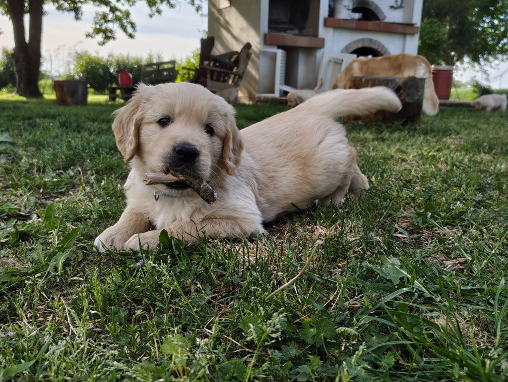 Stupenda cucciolata golden retriever linea inglese