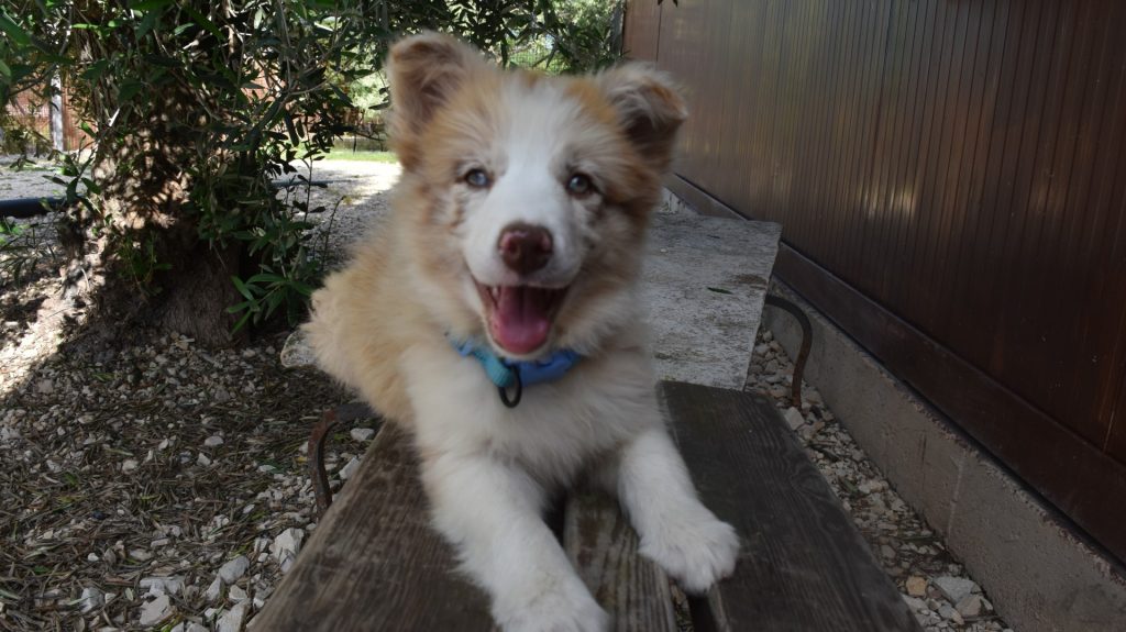Cuccioli di border collie ( bordercollie )