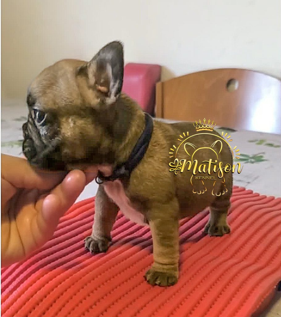 🐾 Il tuo nuovo migliore amico: Bulldog Francese con Pedigree ENCI 🐾