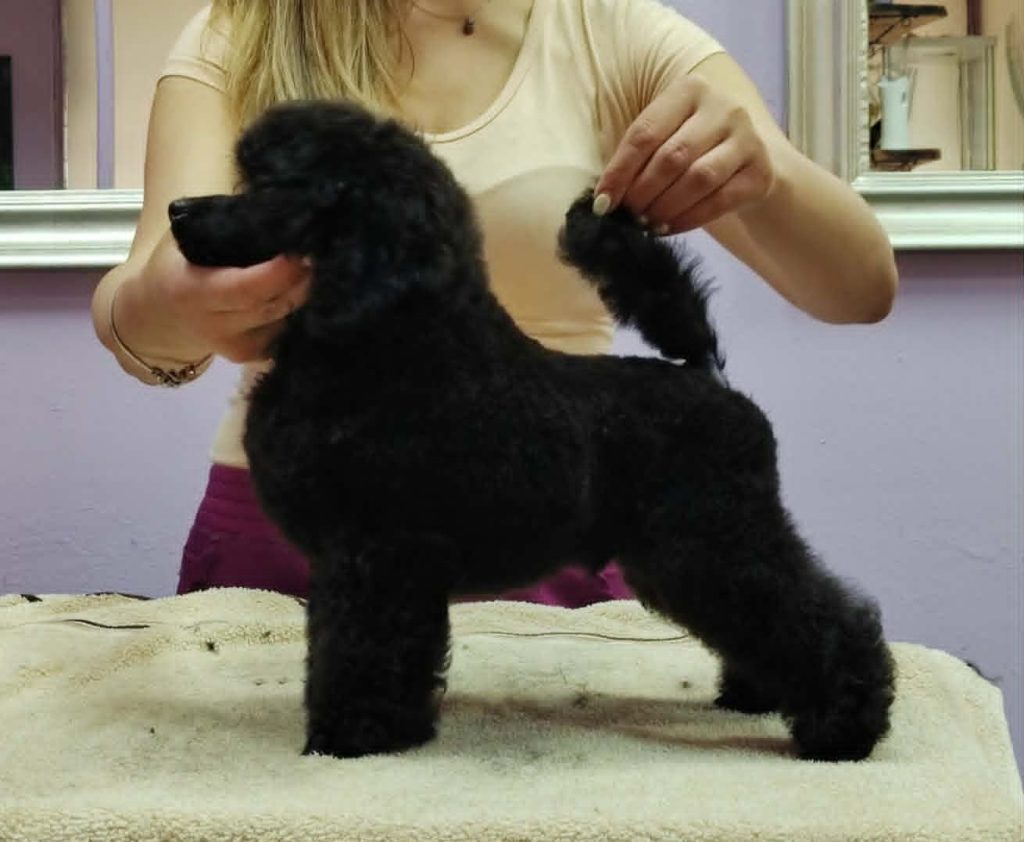 Barboncino Toy – Cuccioli in Vendita