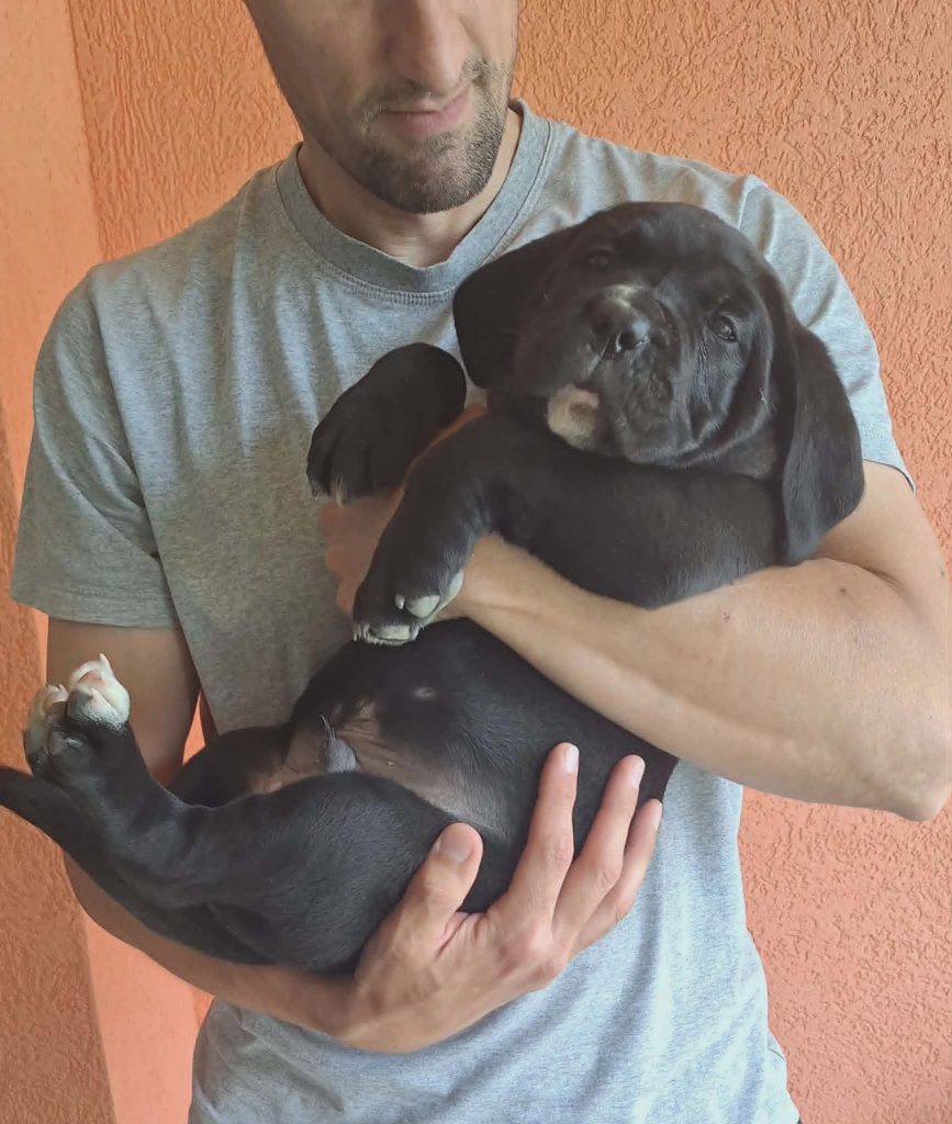 Cane Corso bellissimi cuccioli