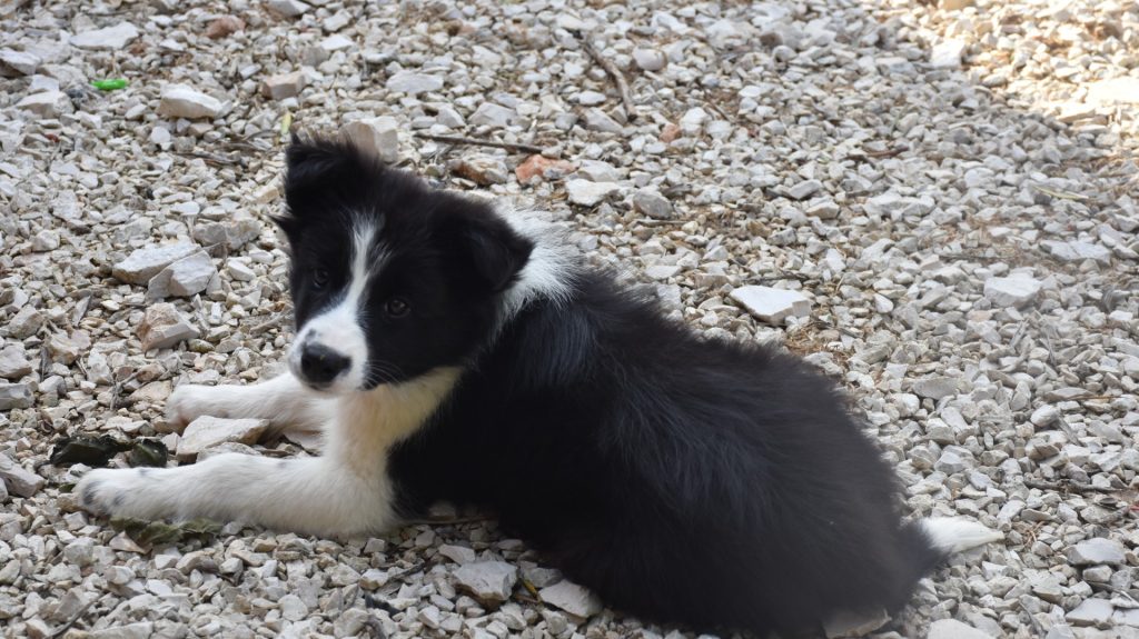 Cuccioli di border collie ( bordercollie )