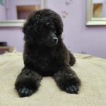 Barboncino Toy – Cuccioli in Vendita
