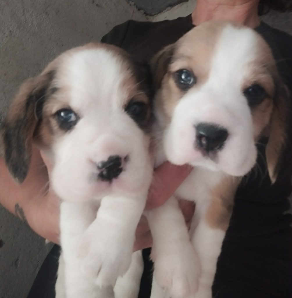 Beagle tricolore