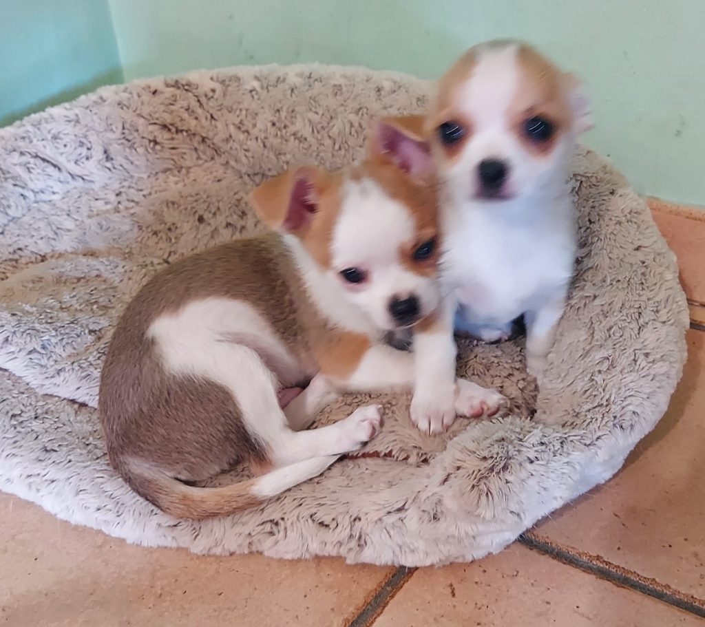 2 cuccioli di chihuahua a pelo corto con pedigree