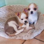 2 cuccioli di chihuahua a pelo corto con pedigree