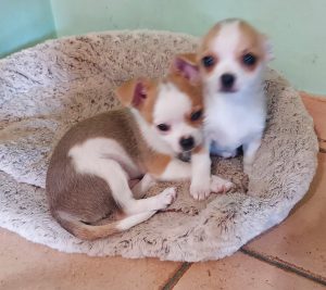 2 cuccioli di chihuahua a pelo corto con pedigree