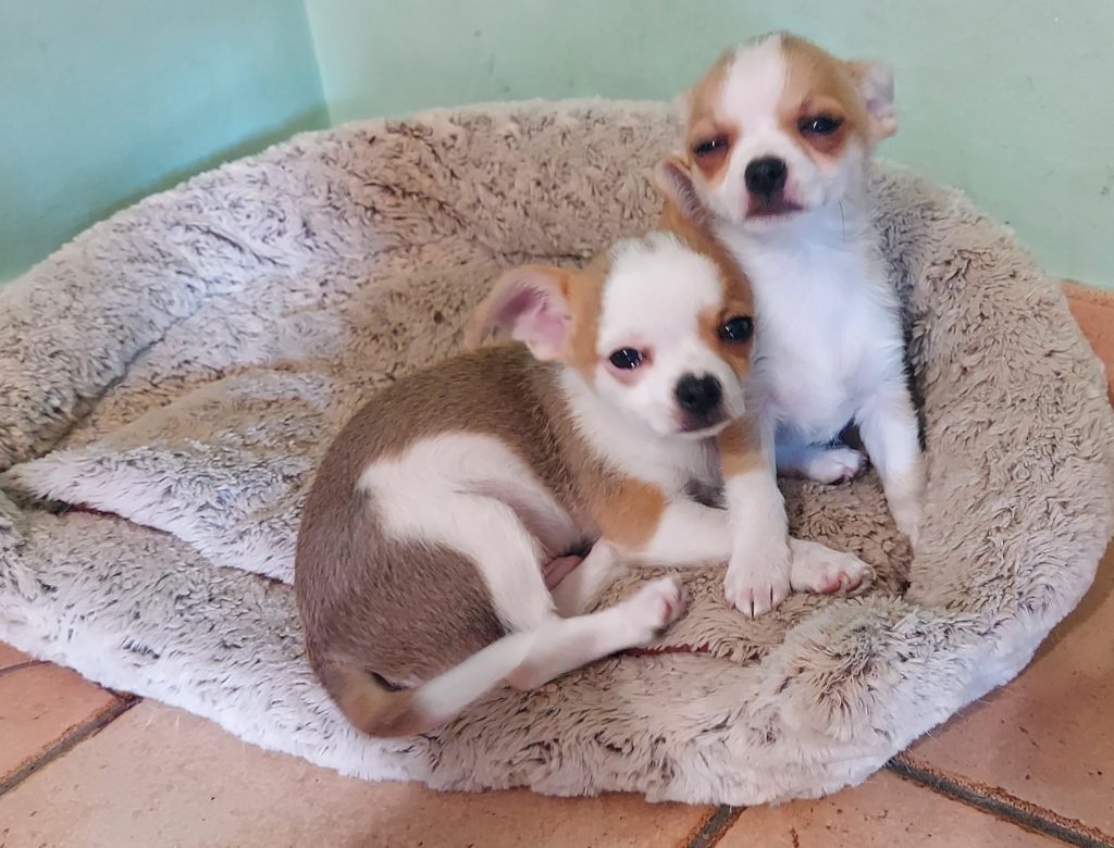 2 cuccioli di chihuahua a pelo corto con pedigree