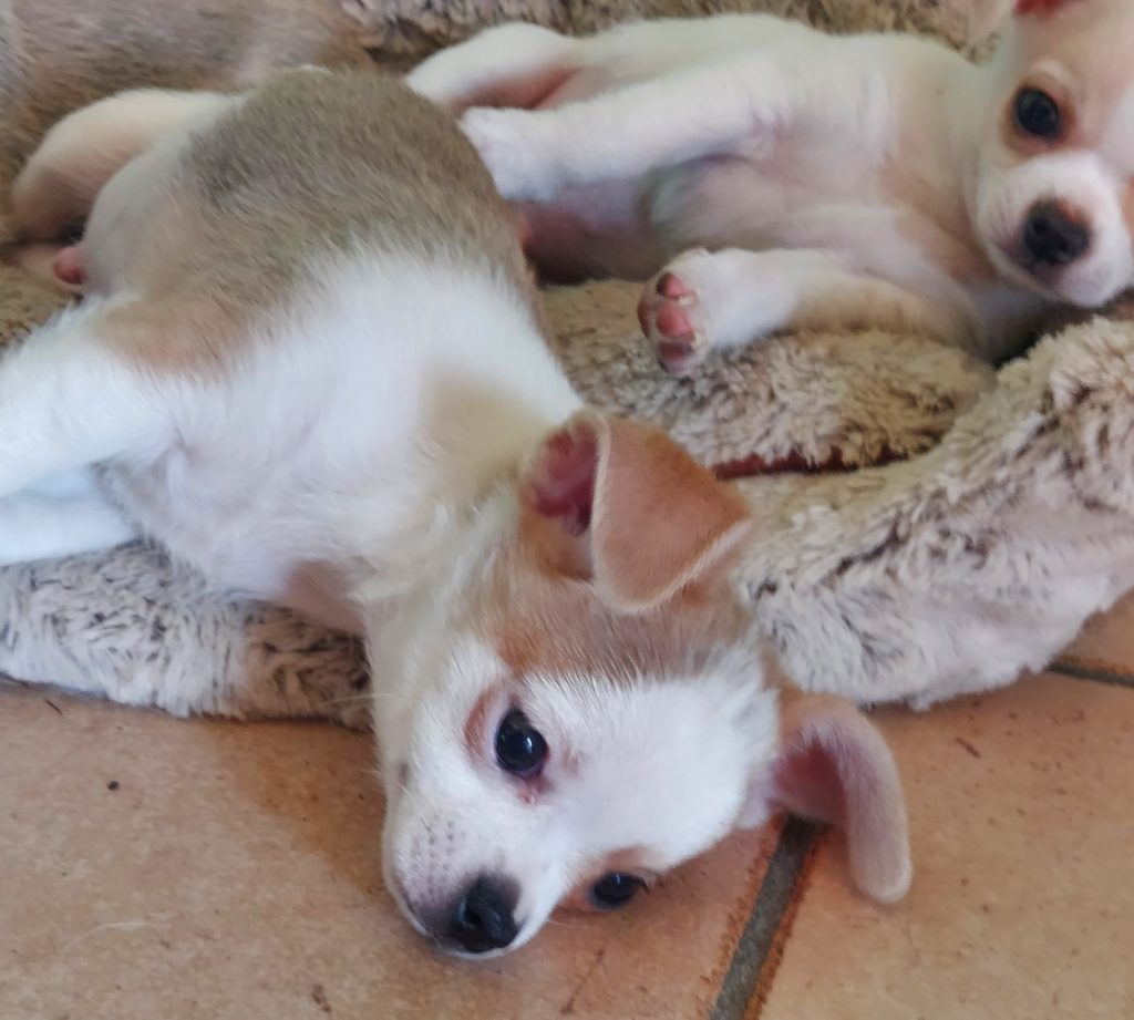 2 cuccioli di chihuahua a pelo corto con pedigree