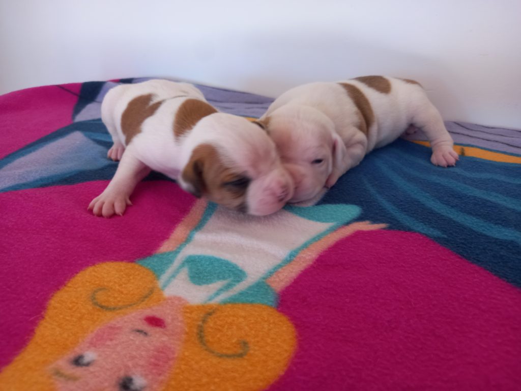 Cuccioli di Bulldog Americano