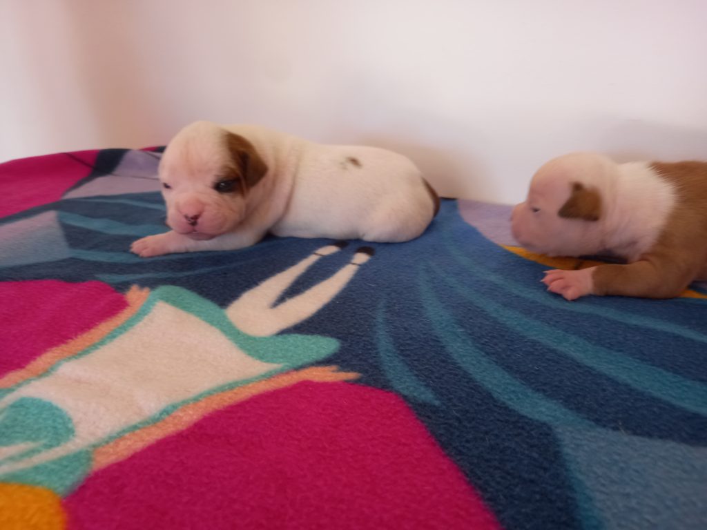 Cuccioli di Bulldog Americano