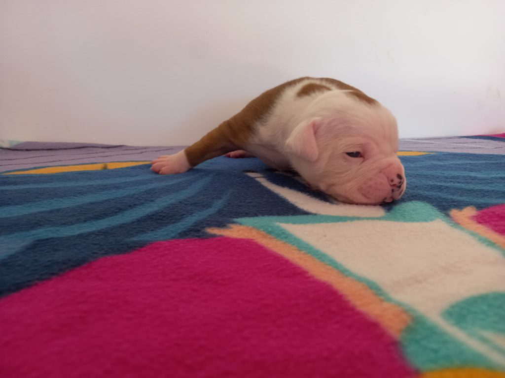 Cuccioli di Bulldog Americano