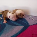 Cuccioli di Bulldog Americano