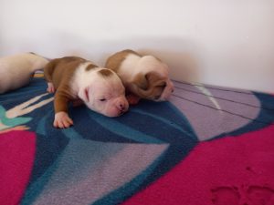 Cuccioli di Bulldog Americano