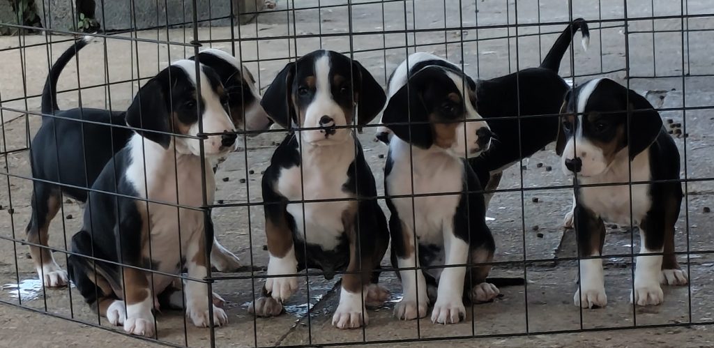Cuccioli segugio tricolore jugoslavo