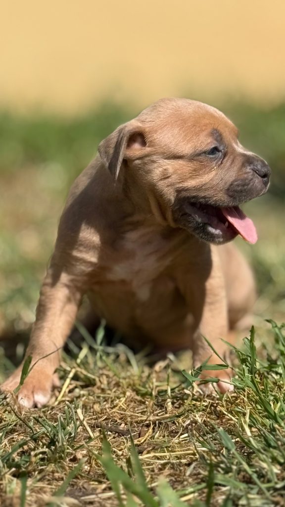 Amstaff blu cuccioli in vendita