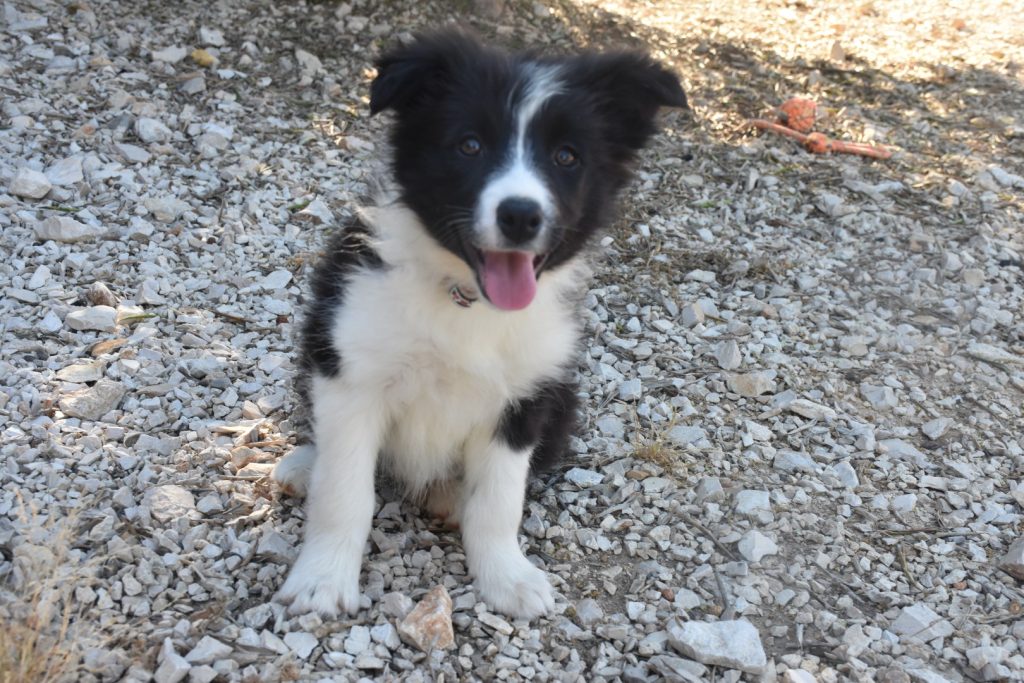 Cuccioli di border collie ( bordercollie )