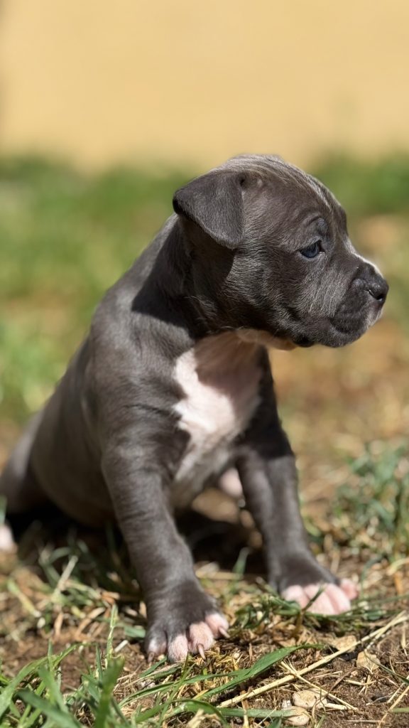 Amstaff blu cuccioli in vendita