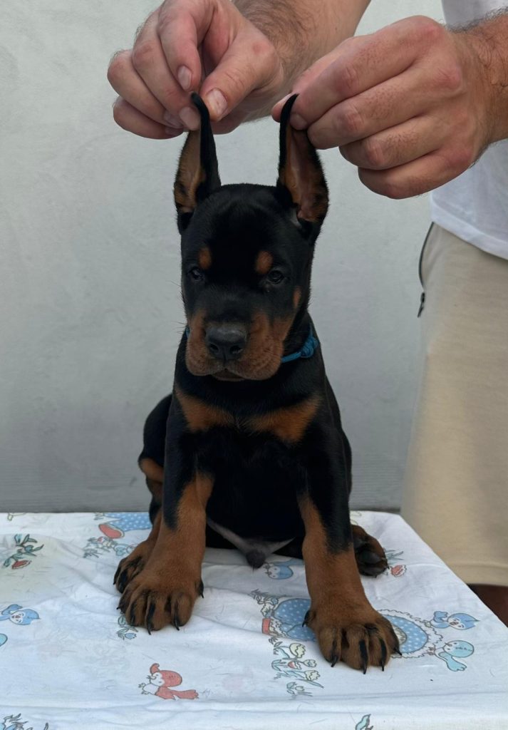 Dobermann – Cuccioli in vendita