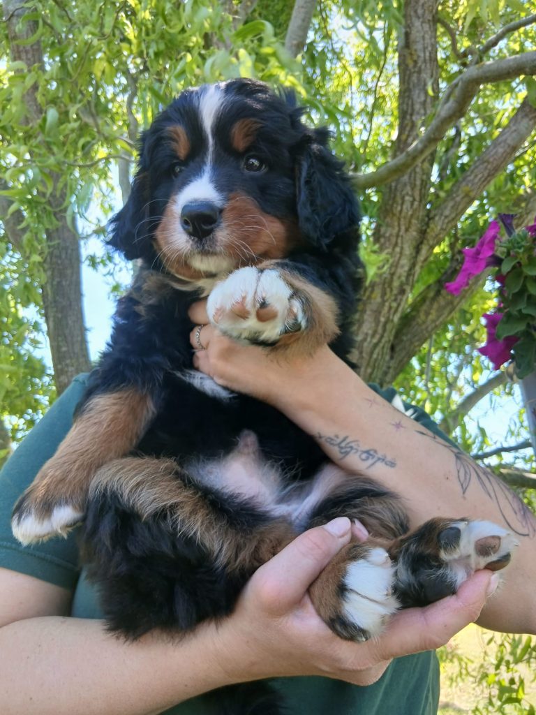 Ultima cucciola bovaro del bernese