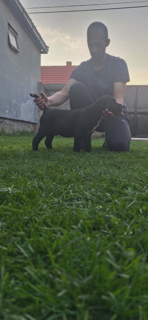 Cane Corso bellissimi cuccioli
