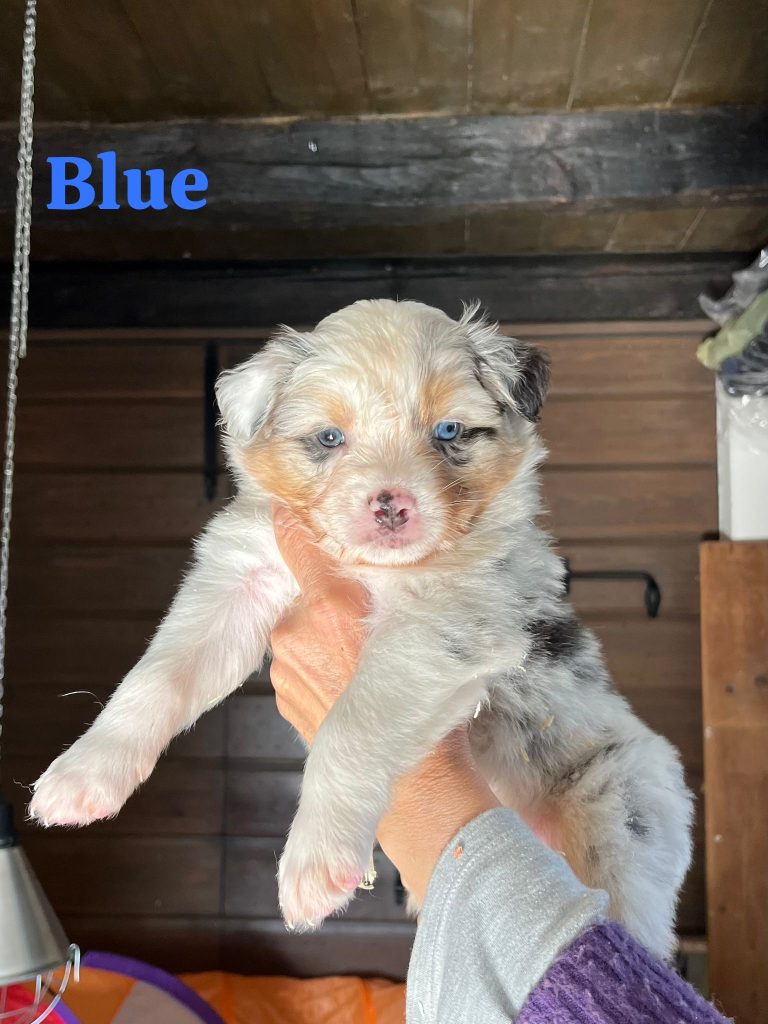 Cuccioli pastore australiano