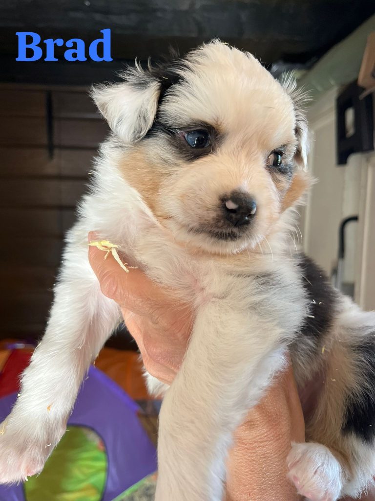 Cuccioli pastore australiano