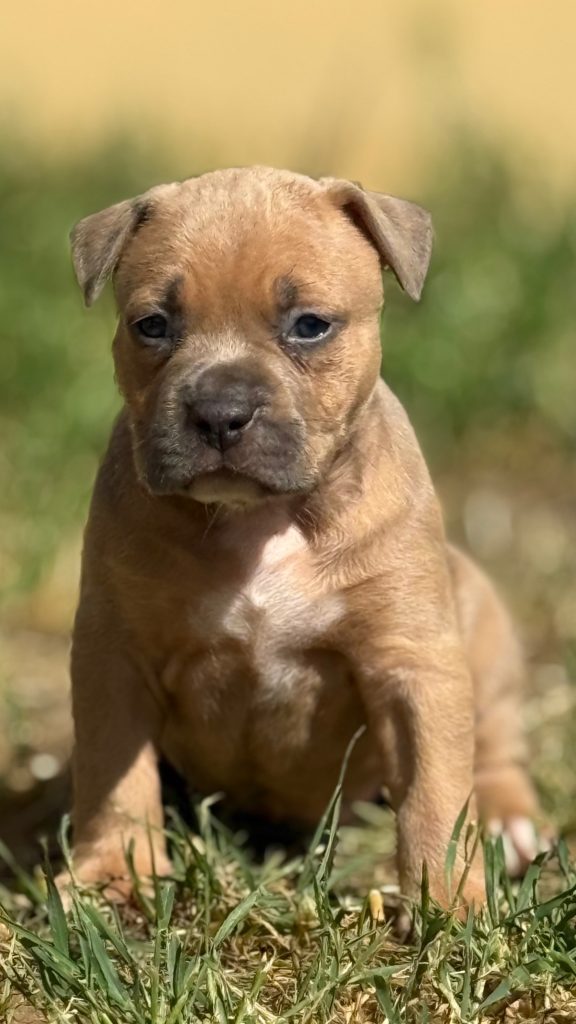 Amstaff blu cuccioli in vendita