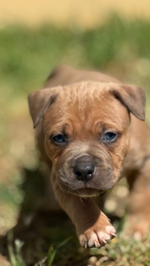 Amstaff blu cuccioli in vendita