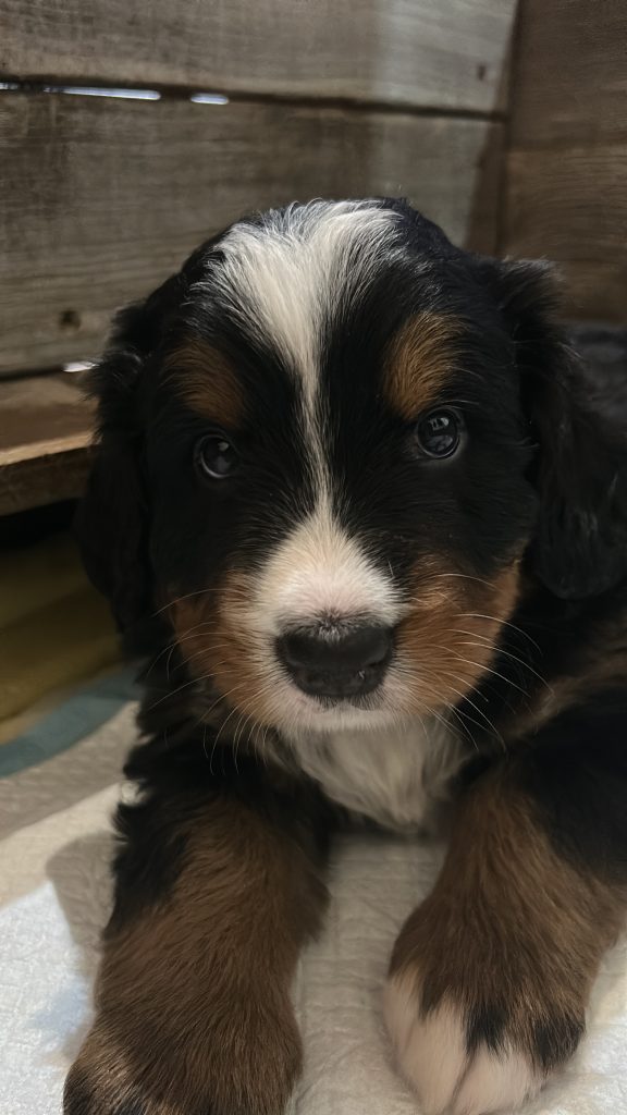 Ultima cucciola bovaro del bernese
