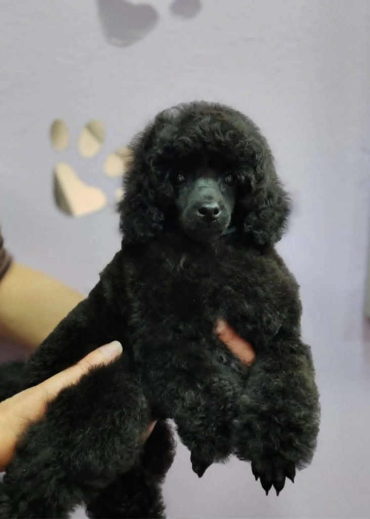 Barboncino Toy – Cuccioli in Vendita