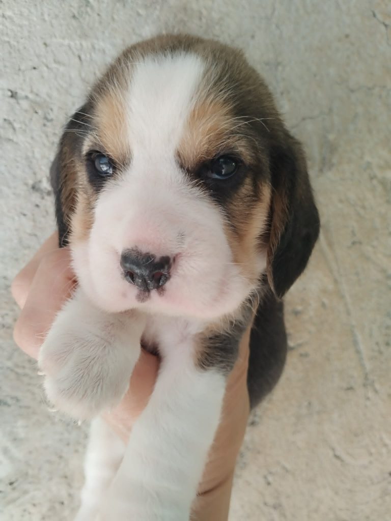 Beagle tricolore