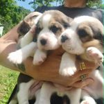 Beagle tricolore