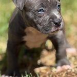 Amstaff blu cuccioli in vendita