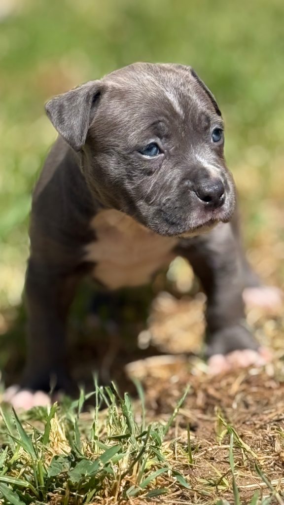 Amstaff blu cuccioli in vendita